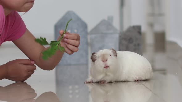 Cute Girl Without Milk Tooth Plays with a Domestic Rat on a Blurred Background at Home