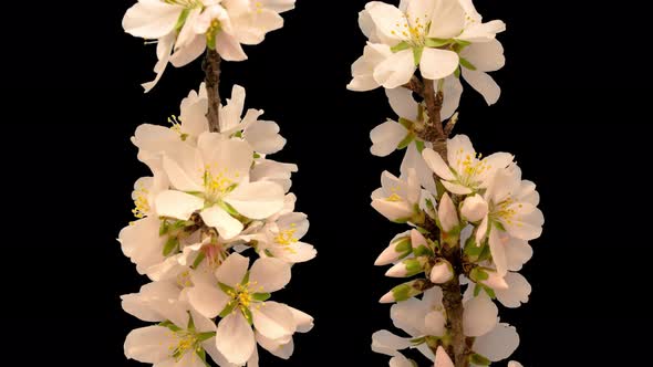 Almond Blossom Timelapse Isolated 5 alt