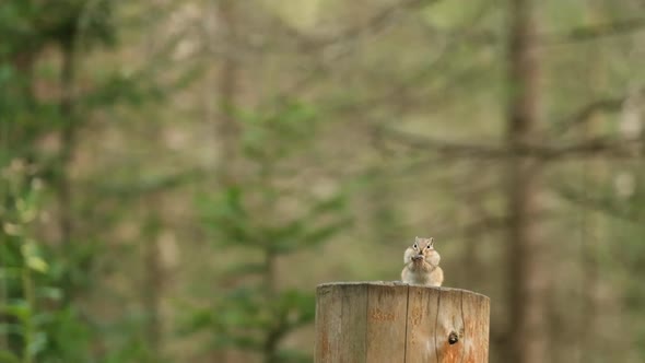 A Small Chipmunk Eats a Seed Sitting on a Wooden Stump in the Forest of the Siberian Nature Reserve