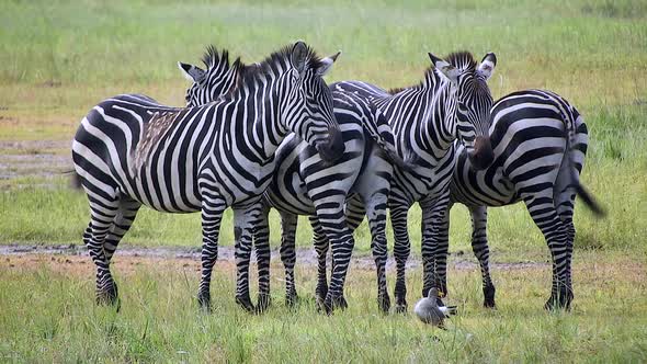A Group of Zebras in Symmetrical Reverse and Straight Row in Africa Savanna alt