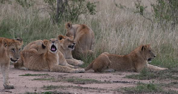African Lion, panthera leo, Mother and Cubs, Yawning, Nairobi Park in Kenya, Real Time 4K alt