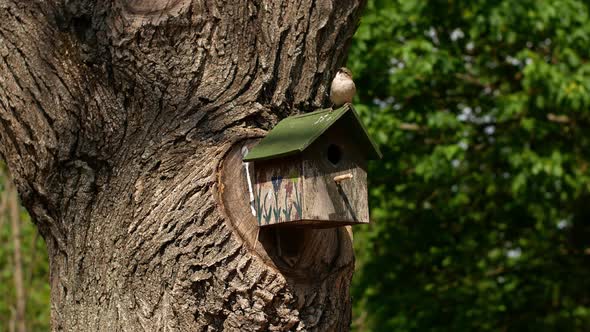 A pair of house sparrows at their birdhouse during a nesting period in spring. House sparrow