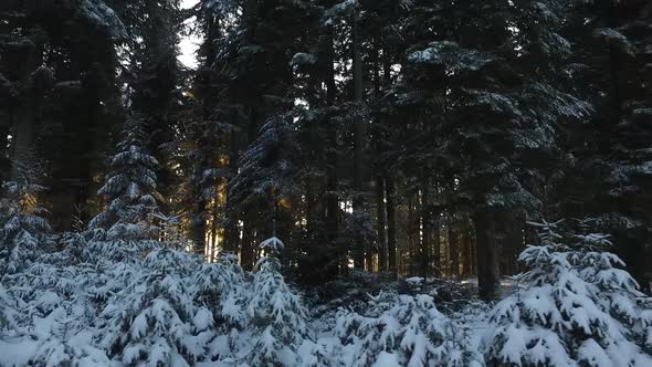 Travel On Winter Sunset with Snow In Mountain Forest 