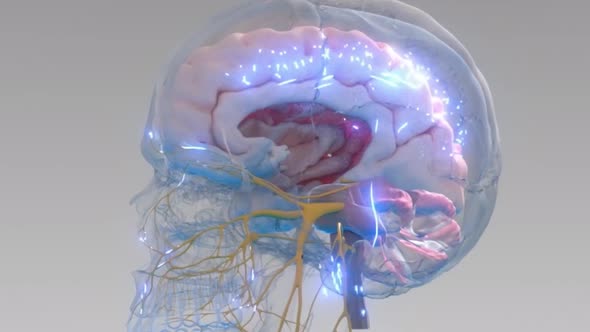 Human brain with neuronal impulses. It turns. Arranged Neuronal Activities alt
