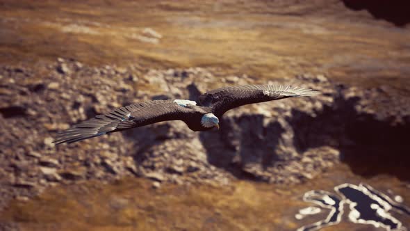 Slow Motion American Bald Eagle in Flight Over Alaskan Mountains alt