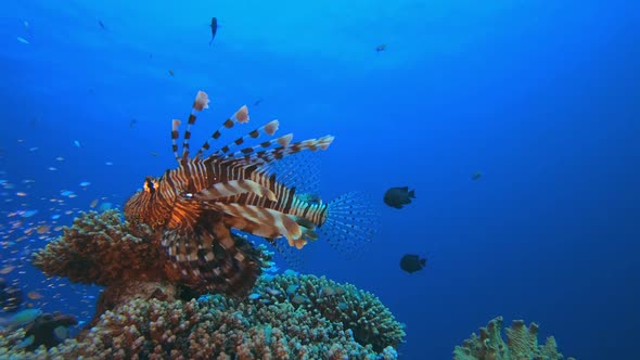 Underwater Sea Tropical Lionfish alt