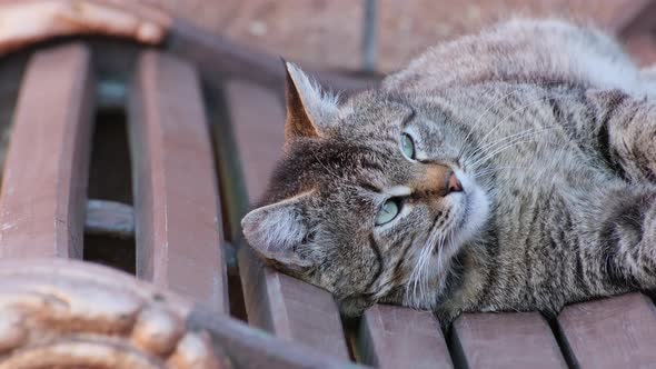 Cat lies on a bench and enjoys the sun outdoors alt