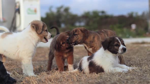 Happy family of Mixed-raced puppies playing together and having fun outside during the day. alt