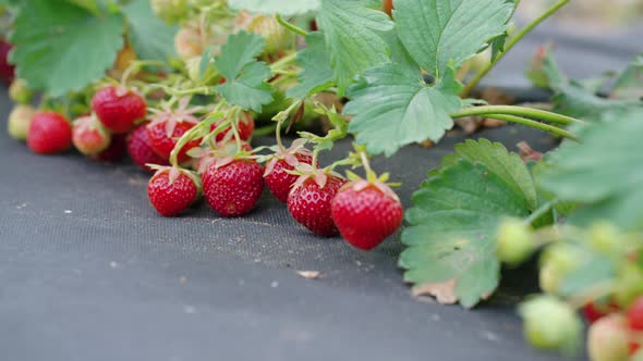 Organic Strawberries Growing on Farm alt