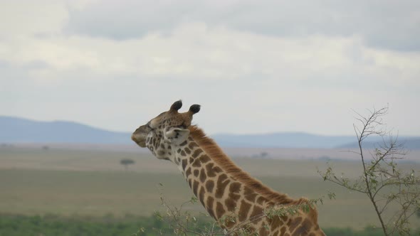 Close up of a giraffe shaking its head alt