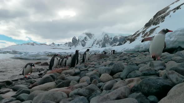 Gentoo Penguins on the Beach in Antarctica