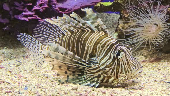 Close Up of a Venomous Lionfish alt