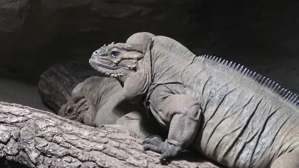 Northern caiman lizard (Dracaena guianensis) resting on a branch