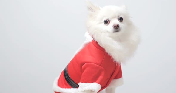White pomeranian  wear santa claus costume for Christmas alt