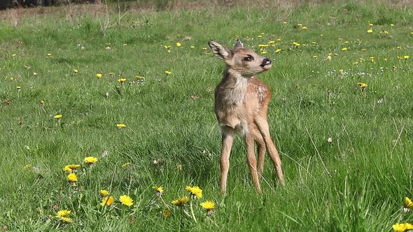 975062 Roe Deer, capreolus capreolus, Fawn in Blooming Meadow, Grooming, Normandy, Real Time alt