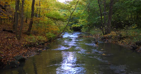 river through the autumn forest alt
