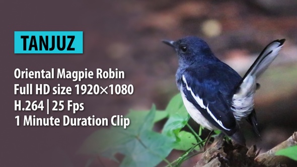 Oriental Magpie Robin