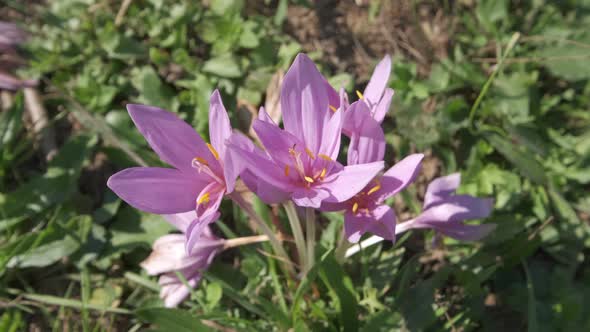 Saffron Flowers Spice Blooming alt