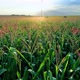 Corn Field - VideoHive Item for Sale