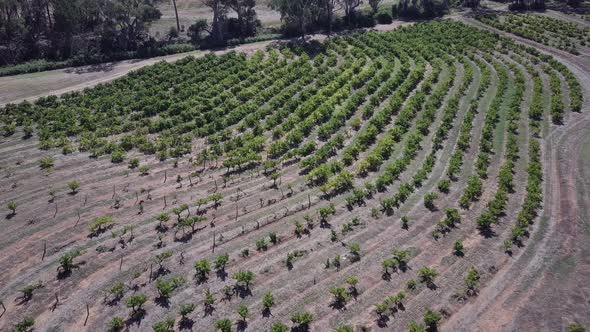 Aerial View Of Rows Of Vine At The Winery In Barossa Valley Wine Region Near Adelaide, Australia. alt