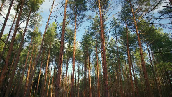 Smooth Pine Trees Standing Against the Blue Sky alt