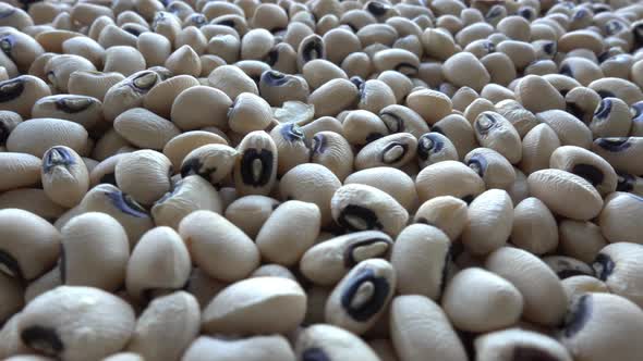 Cowpea Beans alt