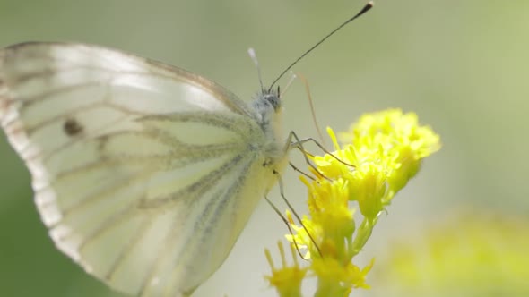 Pieris Brassicae the Large White Butterfly Also Called Cabbage Butterfly alt