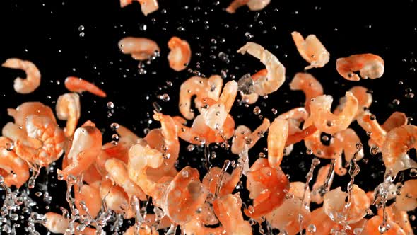 Fresh Shrimp Fly Up and Fall Down alt