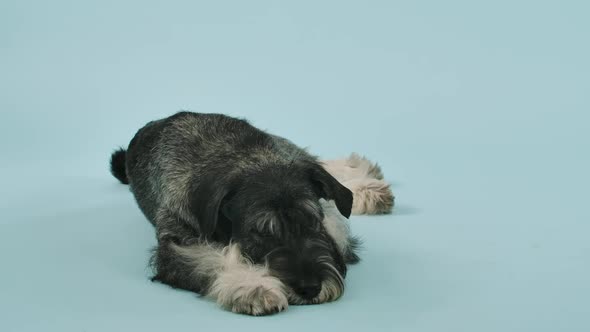 The Mittelschnauzer Lies in the Studio Against a Bluish Background alt