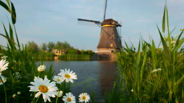 Daisy Flowers and Windmill at Kinderdijk in Holland. Netherlands alt