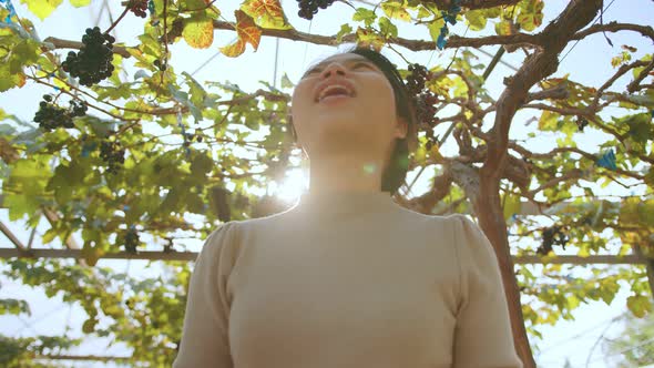 young asian female entrepreneur walking check quality control examine grape farm