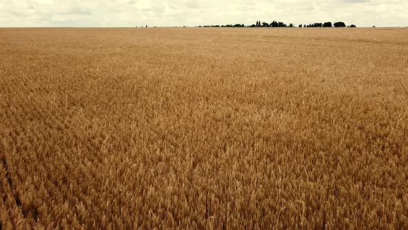 Landscape Wheat Field alt