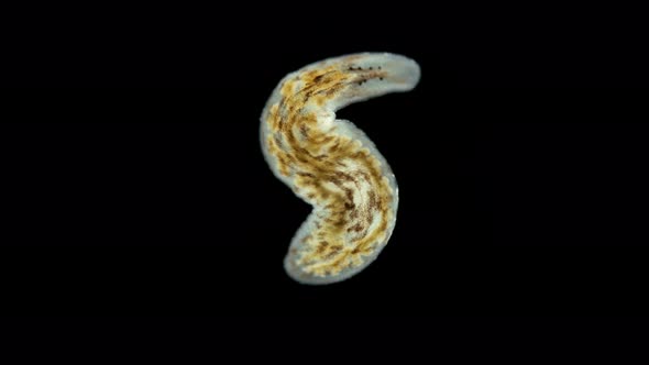 Worm Archicotylus Sp. Under the Microscope. Families Dendrocoelidae. Endemic alt