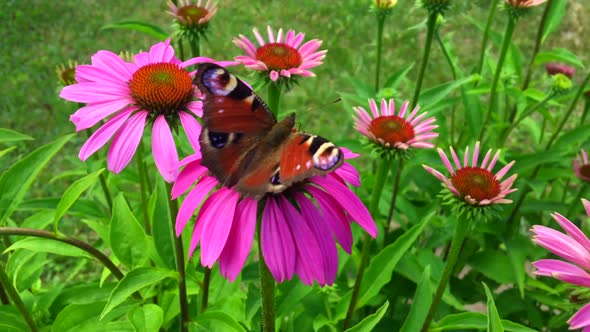 Big black butterfly Monarch walks on plant