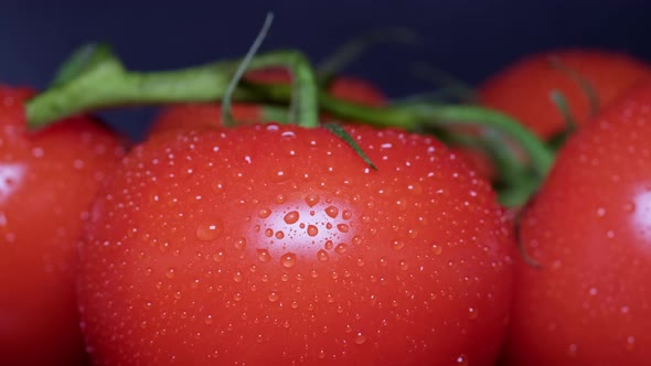 Macro Shot of Water Drops on a Branch of Red Ripe Tomatoes