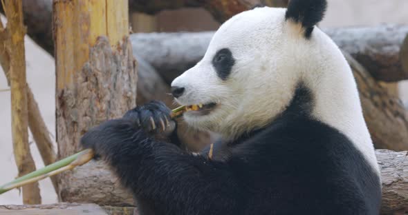 Giant Panda Ailuropoda Melanoleuca Also Known As the Panda Bear alt