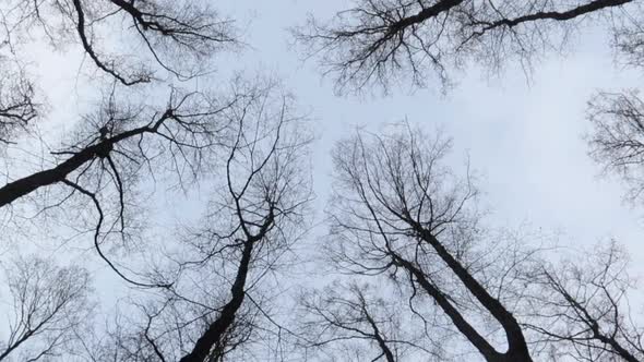 walking looking up at the treetops in winter with blue and grey sky and dark trees alt