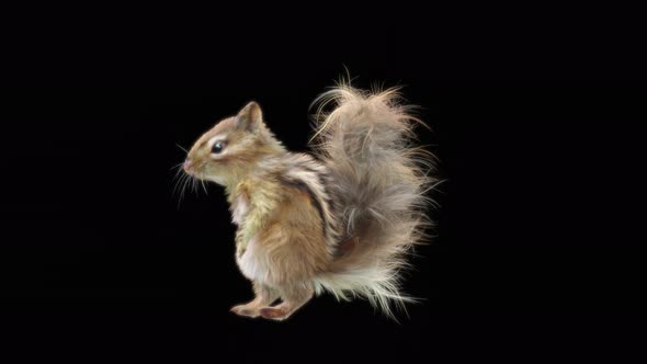 81 Squirrel House Dancing 4K alt