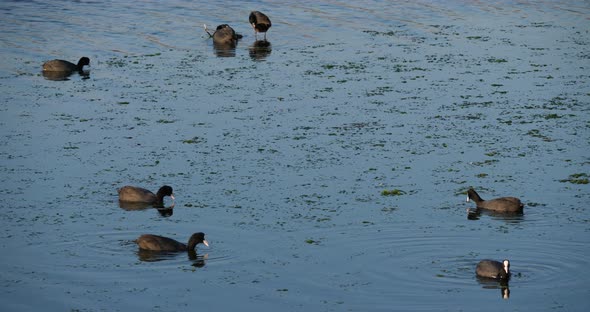 Eurasian coot, Fulica atra,  Occitanie, France alt