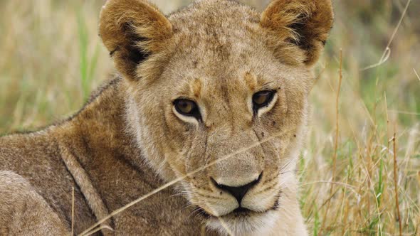 Lion Cub Lying On The Grass In Central Kalahari Game Reserve In Botswana. close up alt
