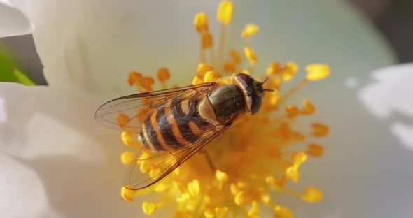 Hoverflies Flower Flies or Syrphid Flies Insect Family Syrphidae alt