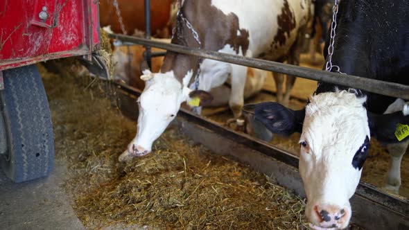 Cow on dairy farm eating hay. Close up view of cow feeding on milk farm alt