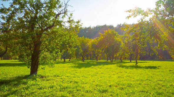 Apple Orchard In The Fall alt