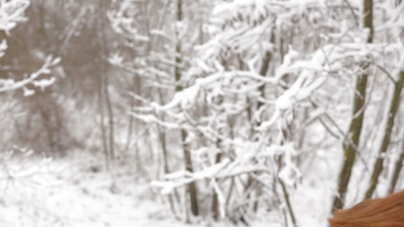 Happy Young Girl Playing With Snow In Forest 