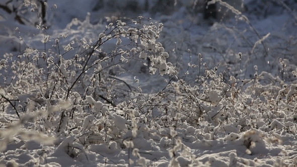 Dry Grass Covered With Fluffy Snow In Park