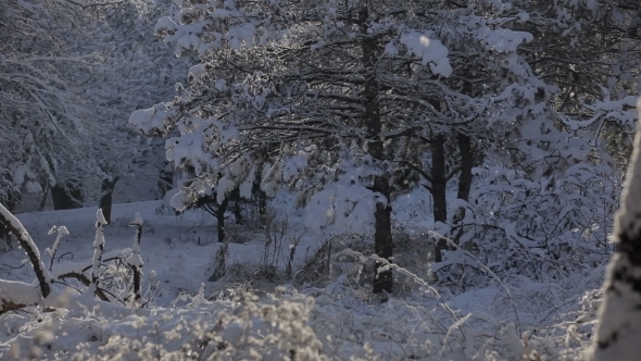 Snow Falling In Winter Park