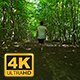 Young Man In Sportswear Running Amidst Trees - VideoHive Item for Sale