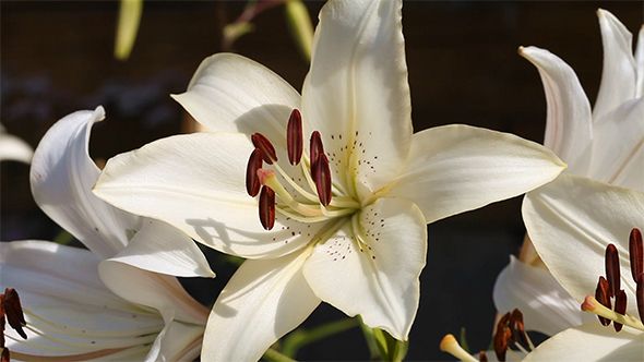 White Lily