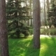 Pine Trees In Park - VideoHive Item for Sale