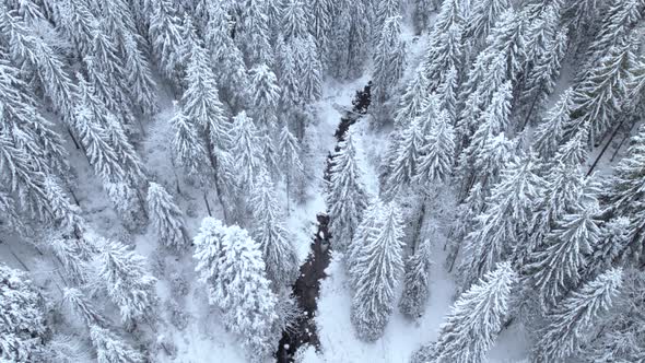 Flying Backwards Above Dark River Floating in Winter Forest